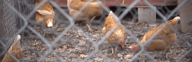 Hen Pecked: An In Depth Interview On Raising Chickens | Homesteading Simple Self Sufficient Off-The-Grid