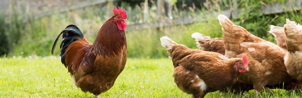 Bang For Your Cluck – Raising Backyard Chickens | Homesteading Simple Self Sufficient Off-The-Grid