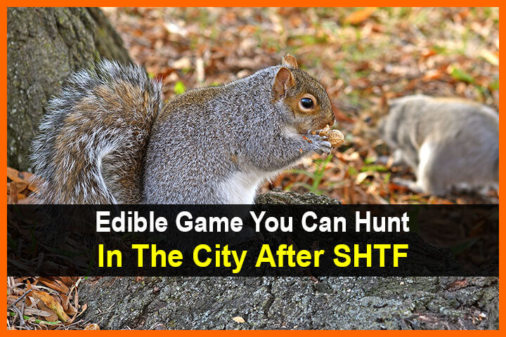 Edible Game You Can Hunt In The City After SHTF