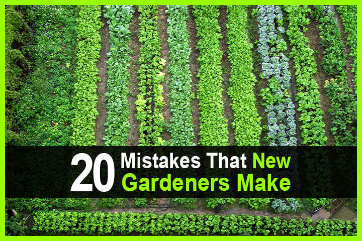 20 Mistakes That New Gardeners Make