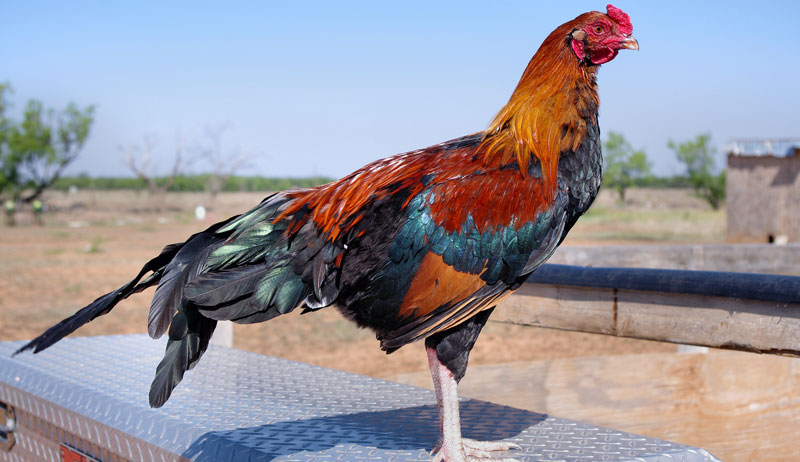 Keeping A Conservation Flock: 3 Critically Endangered Chicken Breeds 