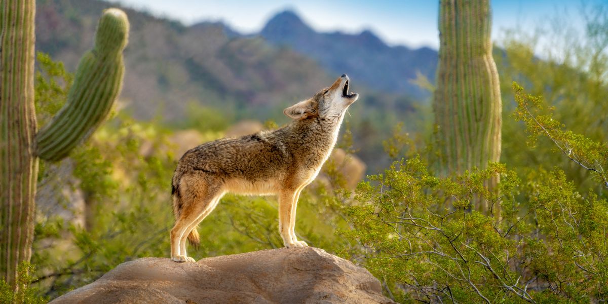Can You Eat Coyote Meat and What Does It Taste Like?