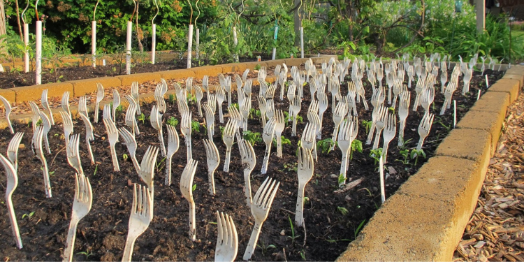 Why You Should Put Plastic Forks In Your Vegetable Garden