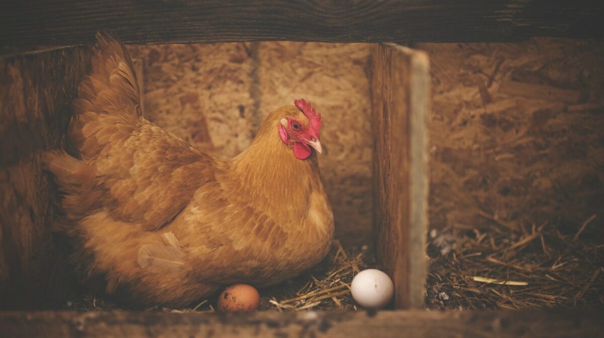 Raising Chickens For Eggs | Homestead Handbook