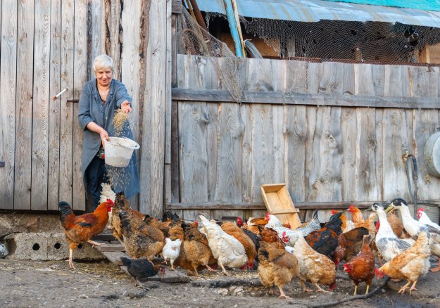 Raising Backyard Chickens – Homestead Handbook