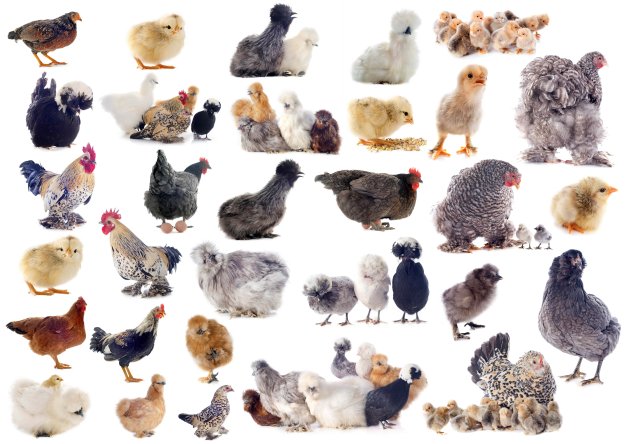Raising Backyard Chickens | Chicken Breeds