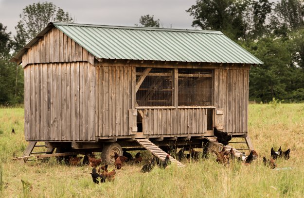 Types of Chickens | Raising Backyard Chickens