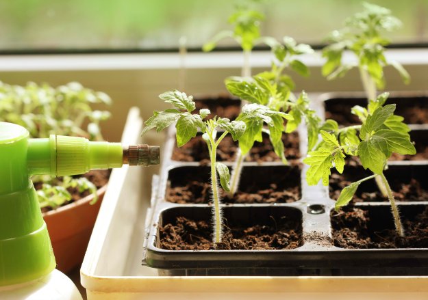 Growing an Herb Garden | Homestead Handbook