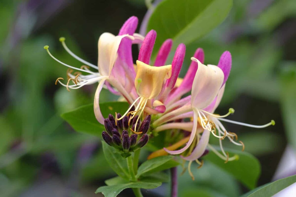 So, Can You Eat Honeysuckle for Survival?