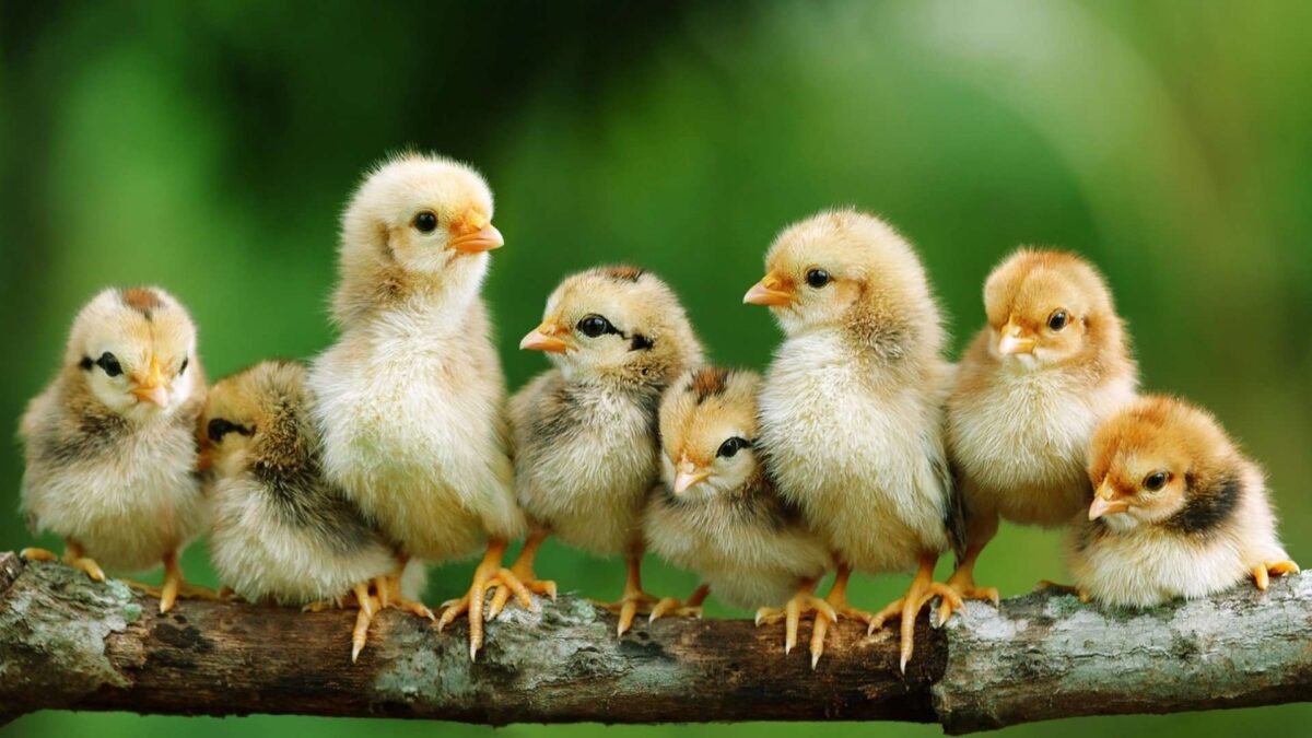 Raising Chickens To Breed | Homestead Handbook