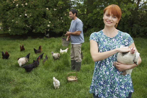 How to Show Chickens | Raising Backyard Chickens