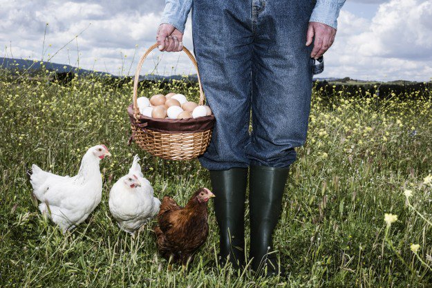 Raising Chickens For Meat | Homestead Handbook