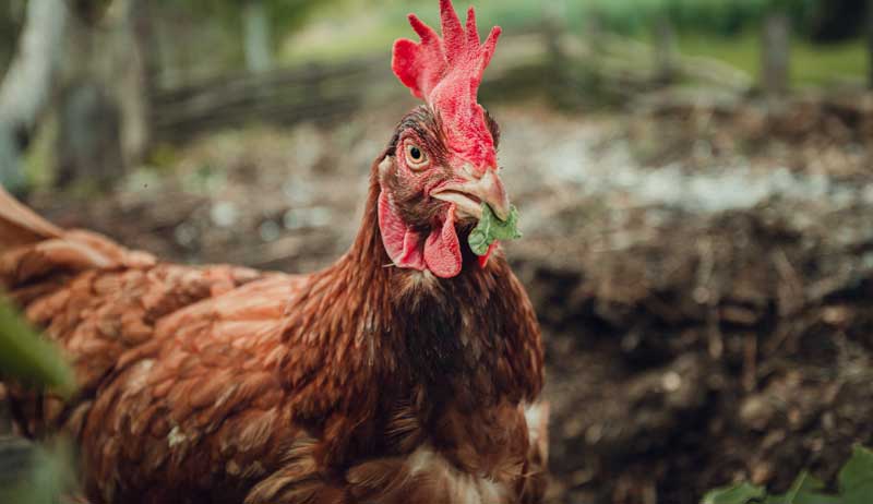 Keeping A Conservation Flock: 3 Threatened American Chicken Breeds
