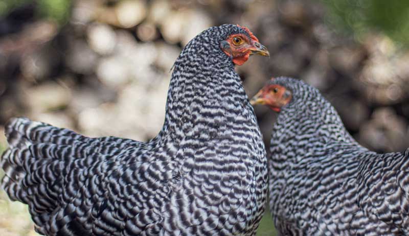 Keeping A Conservation Flock: 5 American Breeds Worth Watching