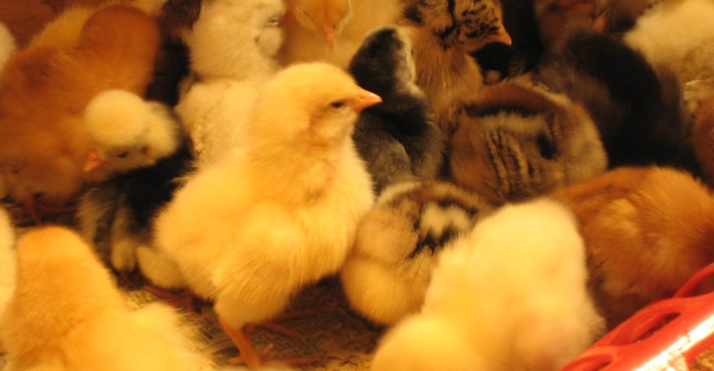 Raising Chicks: It Is Chick Season! You’ll hear chirping inside the eggs.