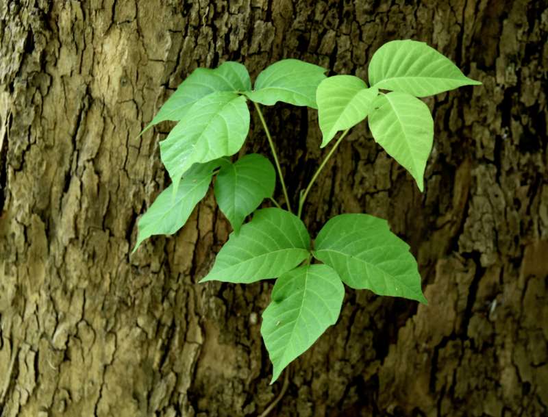 Natural Poison Ivy Treatment That Works | Homesteading Simple Self Sufficient Off-The-Grid