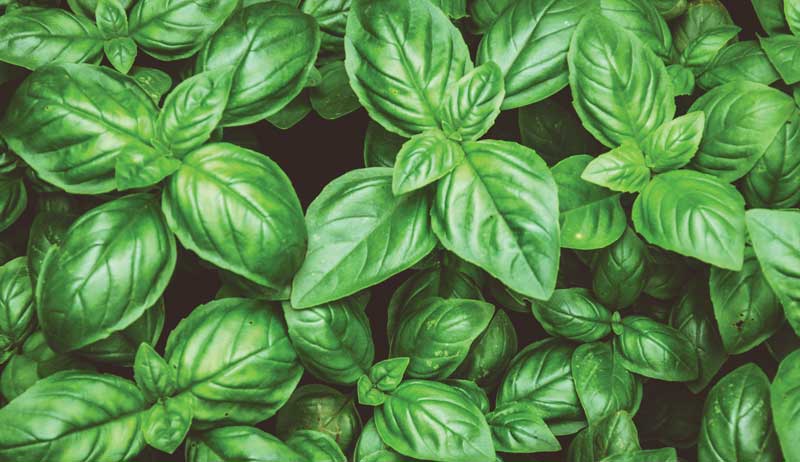 Grow These 10 Specialty Crops To Turn A Tidy Profit