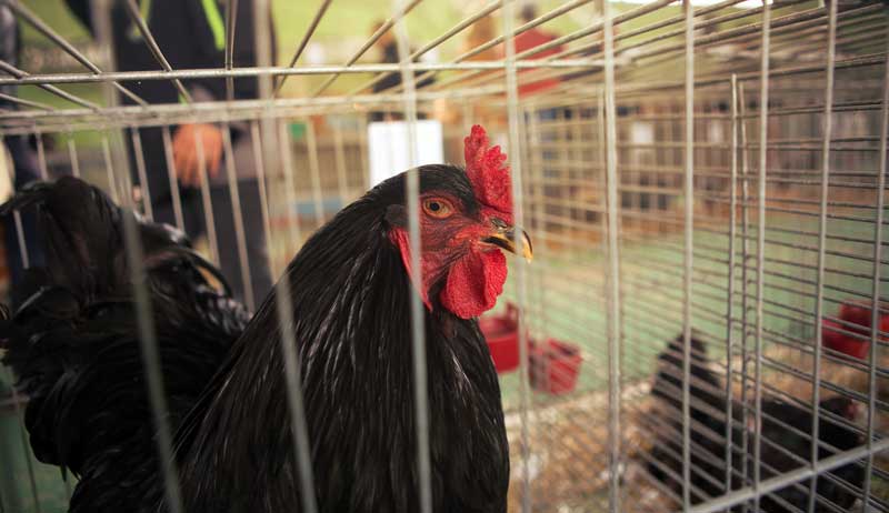 5 Tips For Effective Poultry Showmanship