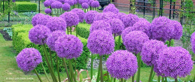 Allium – A Homesteading Guide To Onions, Garlics, Chives, and Allium Flowers | Homesteading Simple Self Sufficient Off-The-Grid