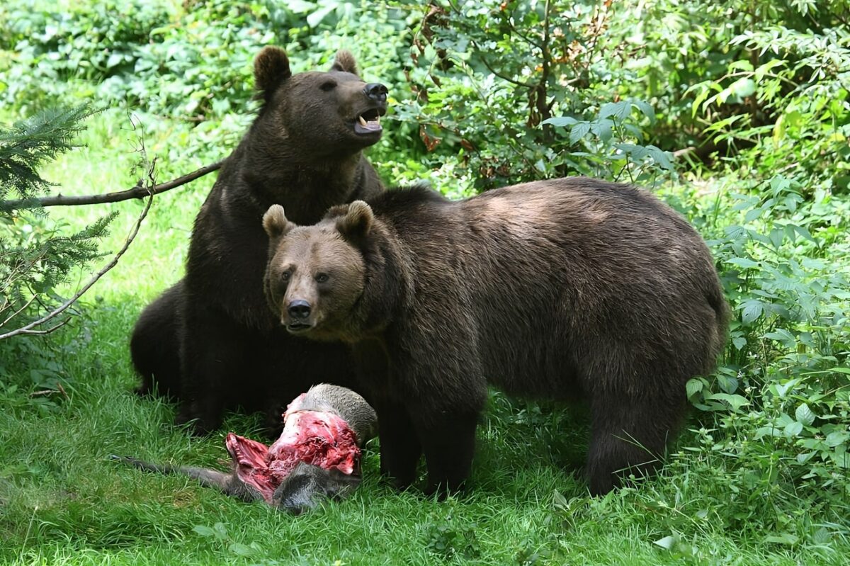 How To Avoid, Evade and Hunt Bears
