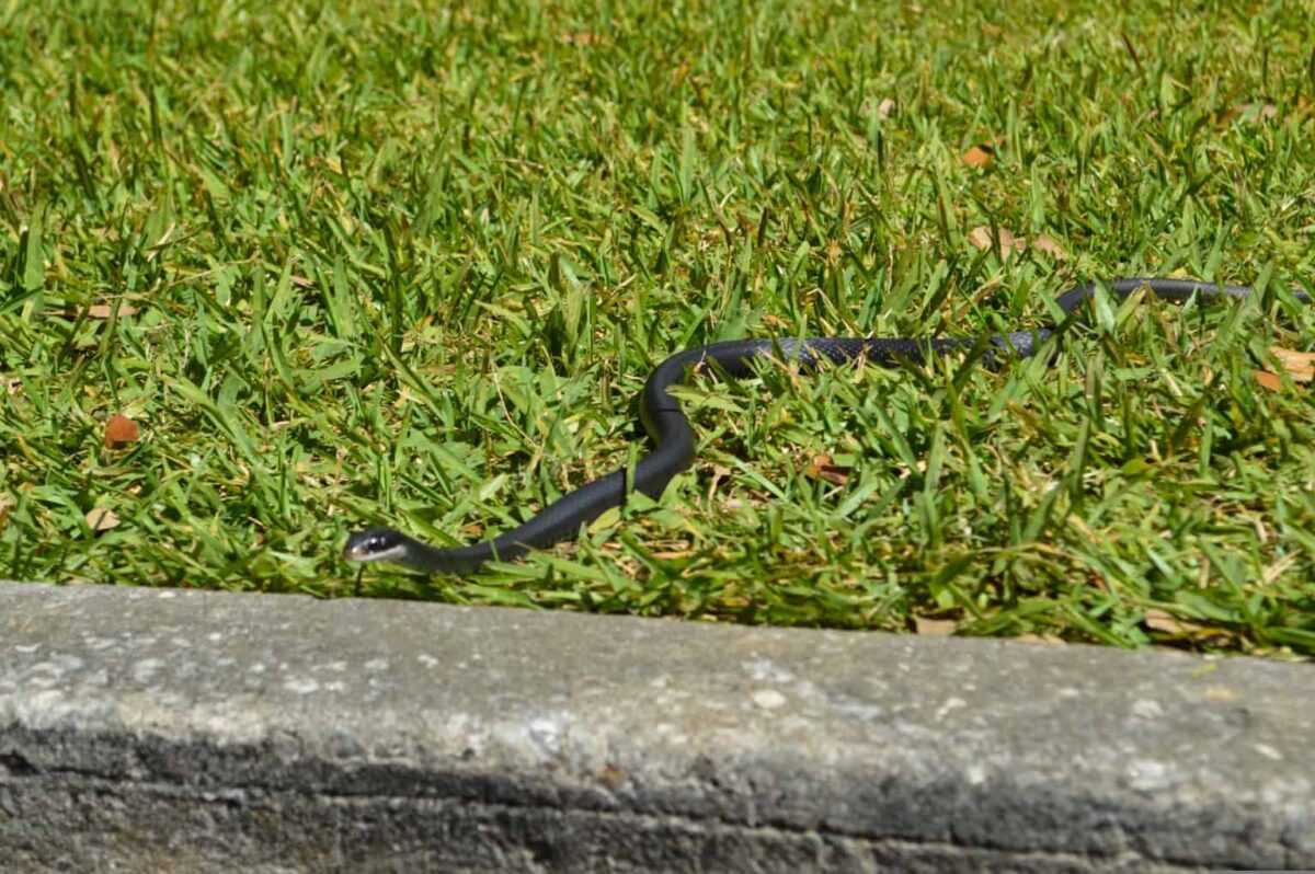 So, Are Black Racer Snakes Poisonous?