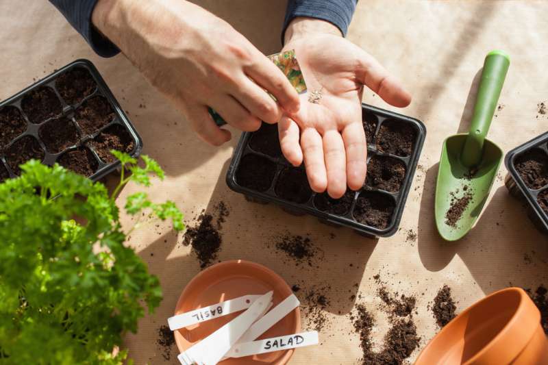 Garden Seed Starting Calculator | Homesteading Guide