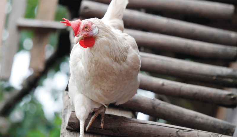 Cost-Saving Tips For Keeping Chickens & Your Cash