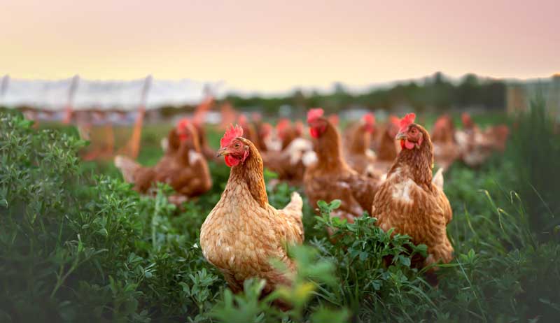 Brush Up On Your Poultry Trivia With These Chicken Facts