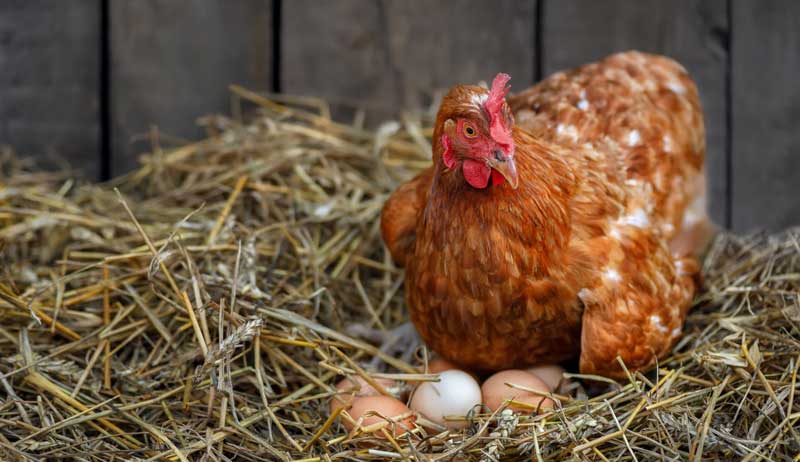 How To Treat Oviduct Prolapse In A Laying Hen