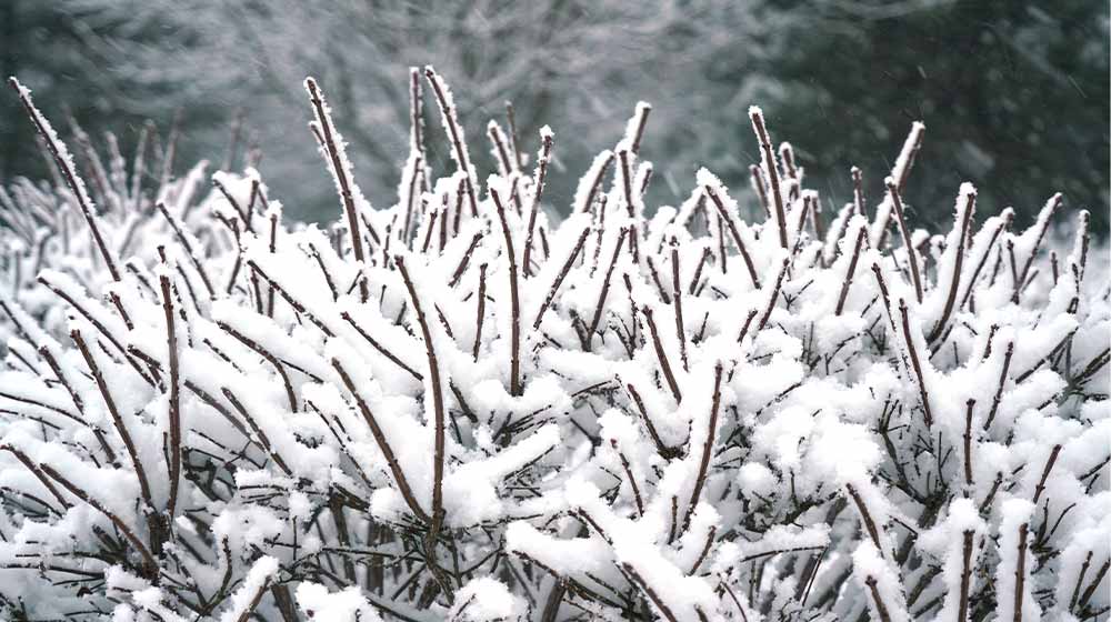 17 Cold Weather Plants That Can Survive Winter Outside