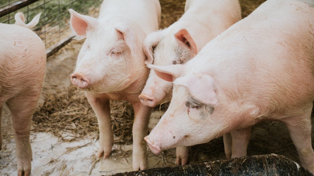 How to Make Pig Feed Straight From Your Homestead