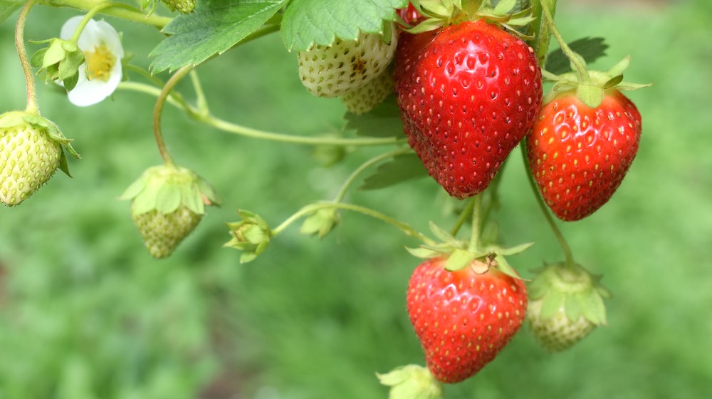 What You Need to Know on How to Grow Strawberries