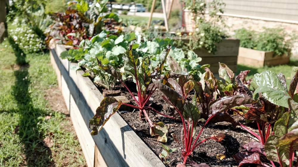 13 Fastest Growing Vegetables You Can Grow in Your Home Garden