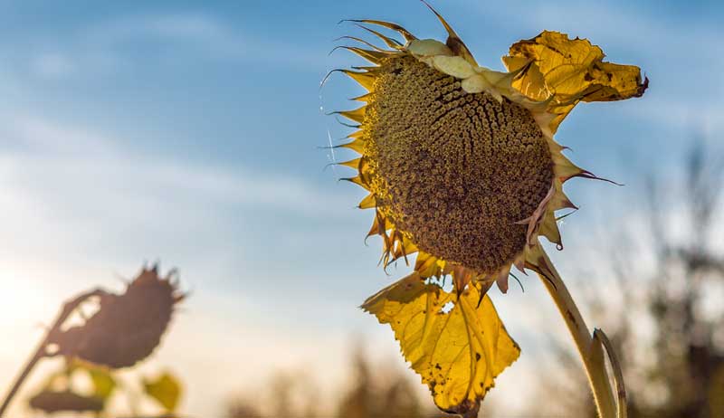 5 Purposes For Dried Sunflowers In The Autumn Season