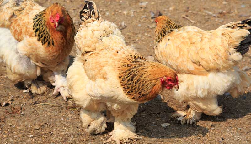The Honest Truth About 4 More Chicken Breeds (Pt. 2)
