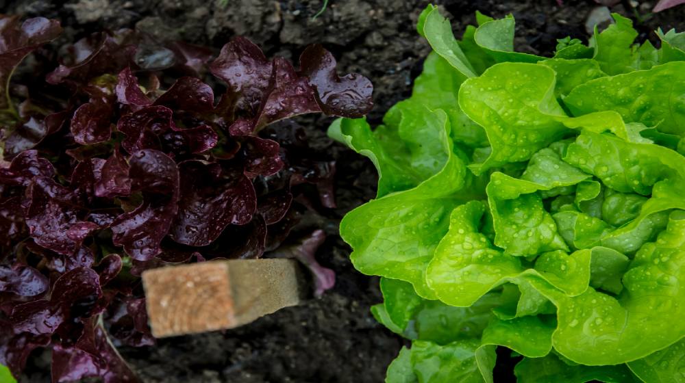 7 Must-Know Tips When Growing Lettuce In Summer