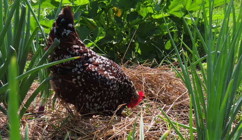 Poultry Profile: The Beloved Speckled Sussex Heritage Breed