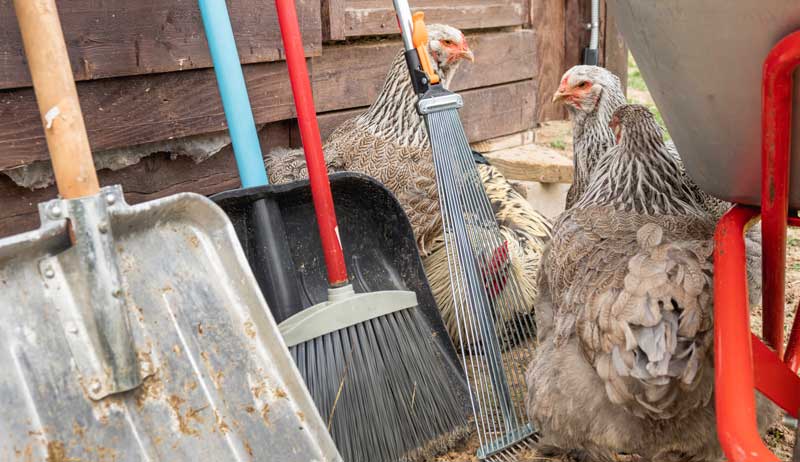 Cleaning The Coop Gives Chickens A Healthy Home