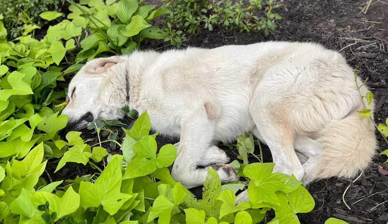 10 Practical Tips To Keep Dogs Out Of Your Garden