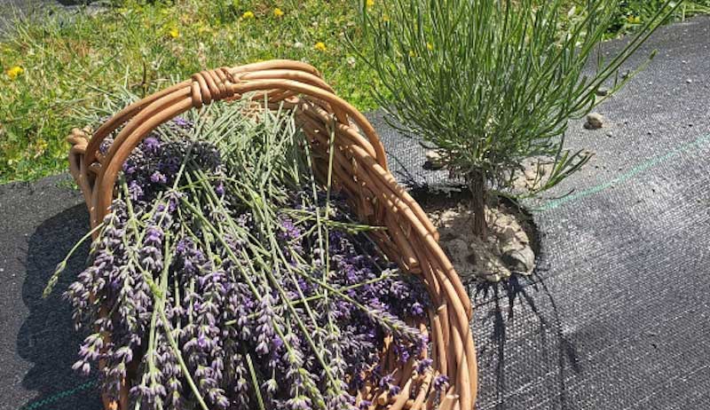 Snohomish Lavender Farm Is About Connecting With Community