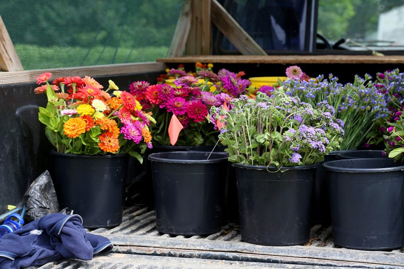 Boost Flower Farm Sales with Better Business Ideas