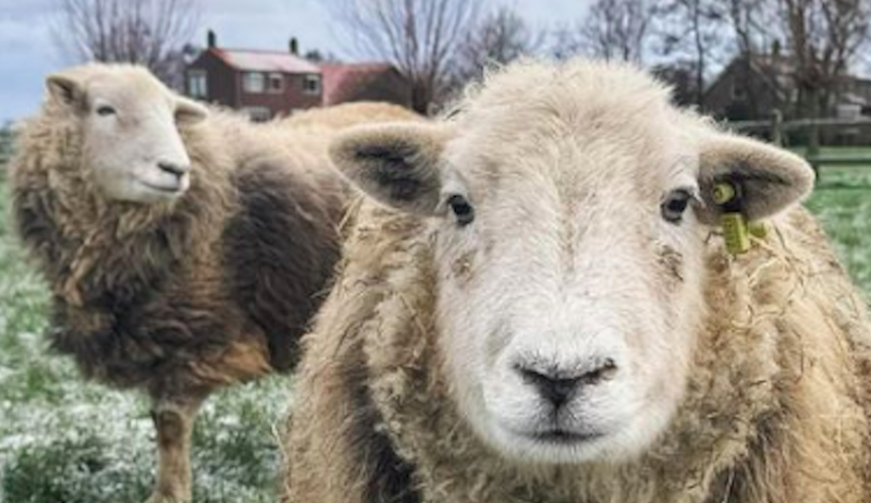 Herdwick Sheep: Raising This British Hill Breed