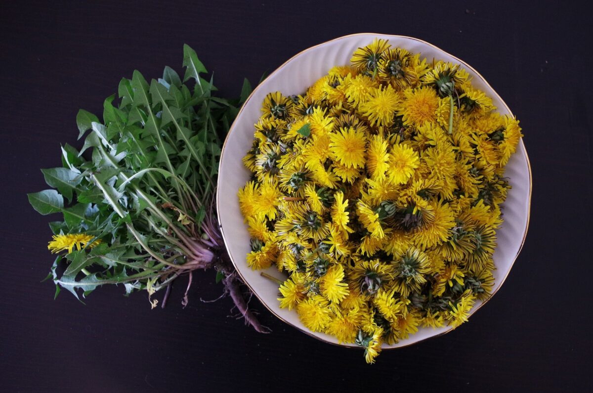 Making Dandelions Edible and Why They Are Mostly Bitter