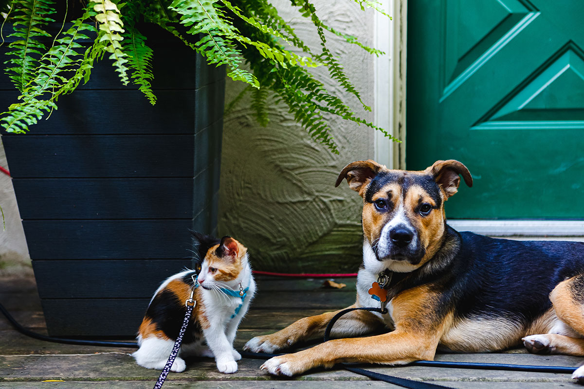 Pet Survival – 3 Levels of Pet Prepping