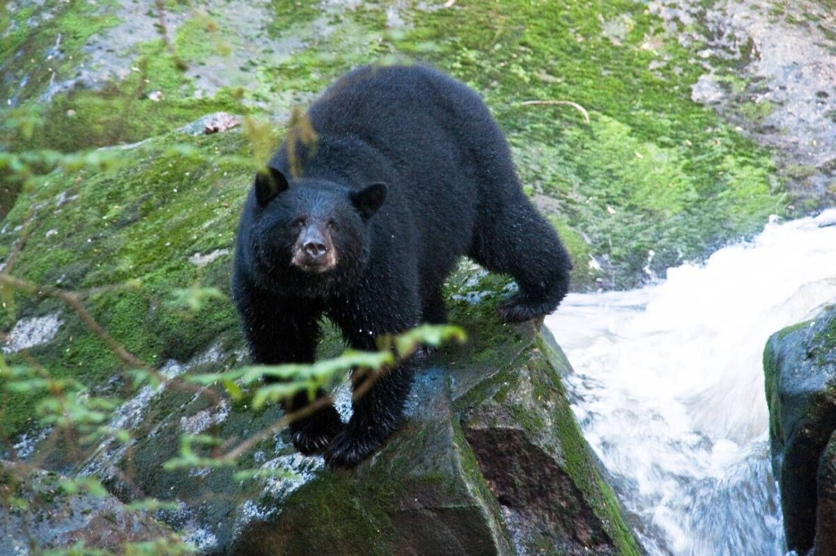 Hunting And Eating Black Bear