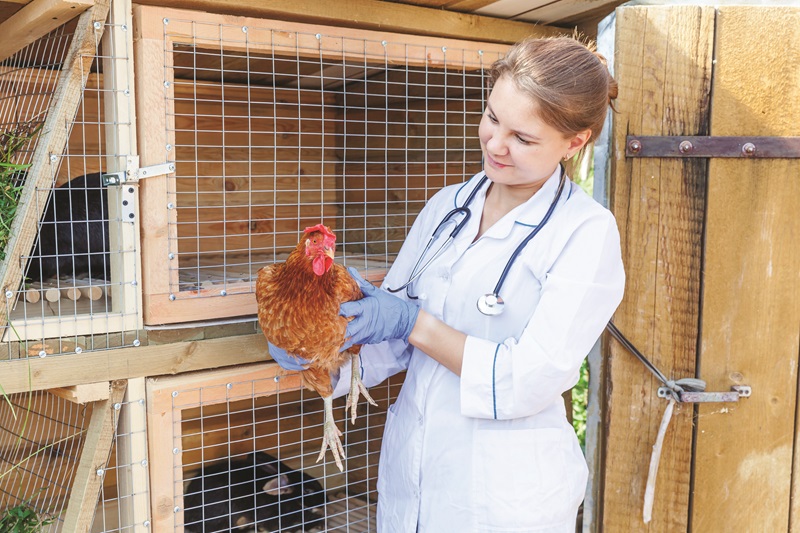 Poultry Veterinarians: How to Find Help for Your Flock